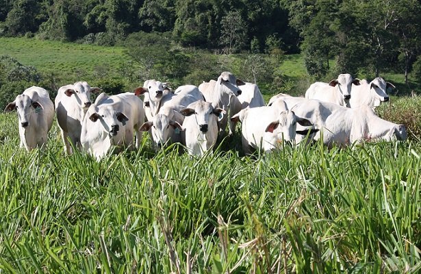Pecuária: Embrapa aposta em alta nas exportações de carne, mas vê custo elevado para 2022