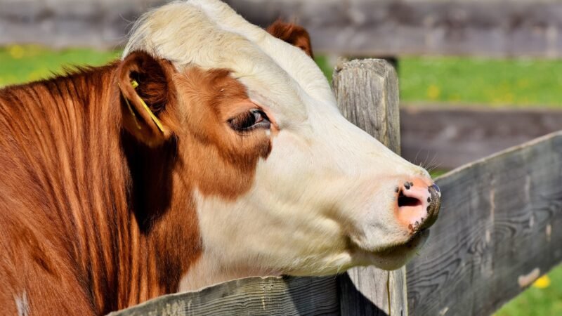 Ministério da Agricultura suspende produção de carne para China
