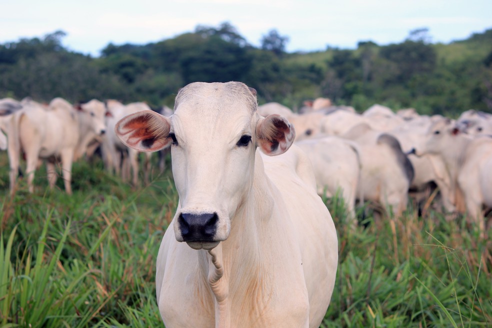 Entenda como fica preço da carne após suspensão das vendas para a China