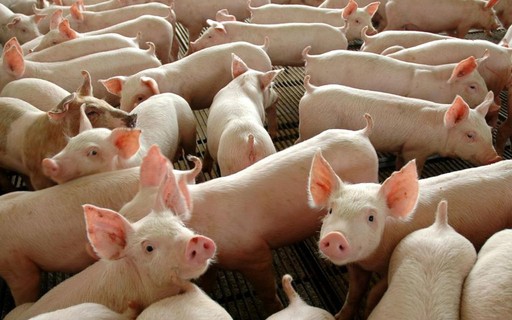 Rússia habilita nove frigoríficos brasileiros para exportar carne suína